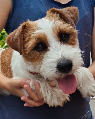 Jack russel terrier per accoppiamento