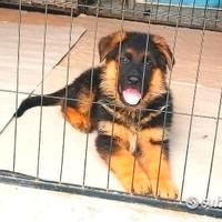 Cucciolo Pastore tedesco Maschio