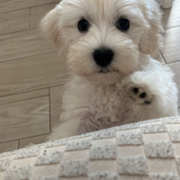 Cuccioli di razza maltese