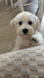 Cuccioli di razza maltese