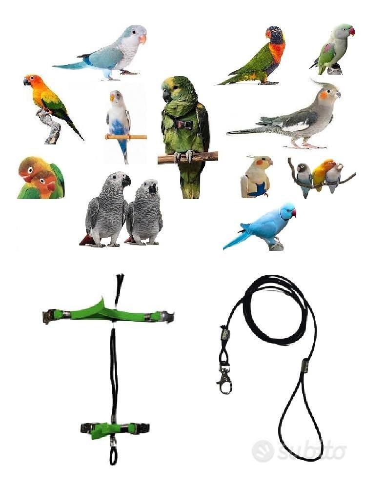 5 Pappagalli Gonfiabili Per Feste Tropicali - Decorazioni Luau Hawaiano E Pirata - 48 Cm