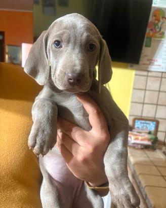 Cuccioli weimaraner