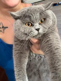 British shorthair per accoppiamento