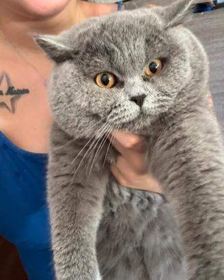 British shorthair per accoppiamento