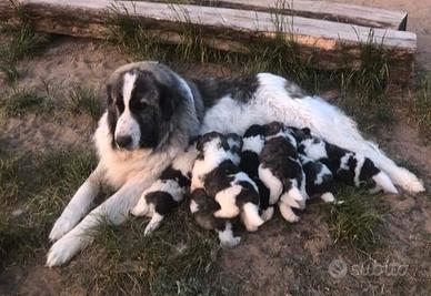 Cuccioli mastino dei pirenei