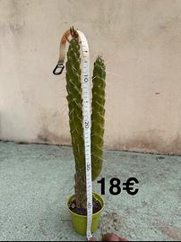 Pianta grassa resistente e decorativa