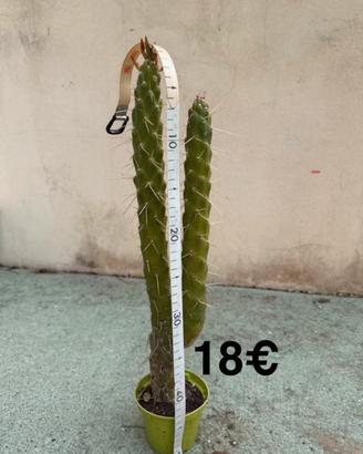 Pianta grassa resistente e decorativa