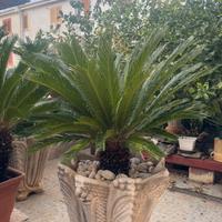 Cycas