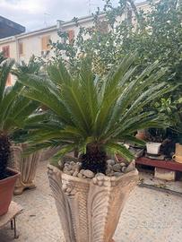 Cycas