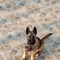 Pastore belga malinos 7 mesi