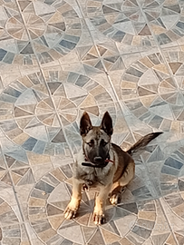 Pastore belga malinos 7 mesi