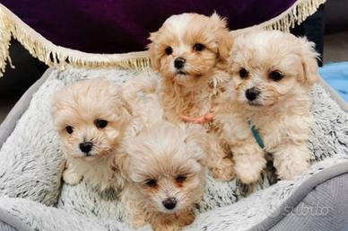 Cuccioli di maltipoo maschi e femmine