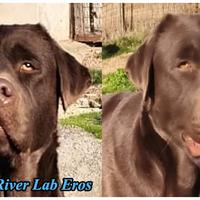Labrador pedigree cioccolato