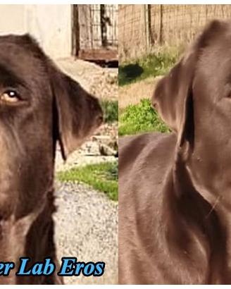 Labrador pedigree cioccolato