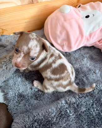 Chihuahua