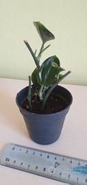 pianta scindapsus dark form