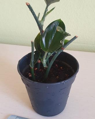 pianta scindapsus dark form
