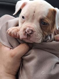Bulldog americano