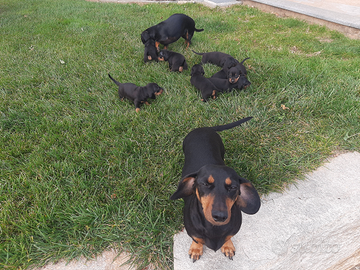 Cuccioli di bassotto