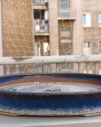 Vasi bonsai alta qualità