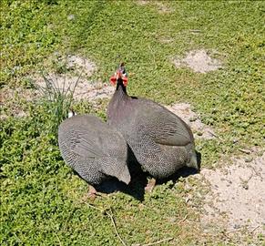 Coppia giovane di faraona