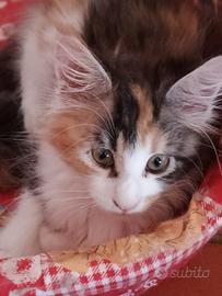 Cuccioli di Maine coon
