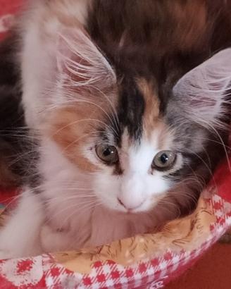 Cuccioli di Maine coon