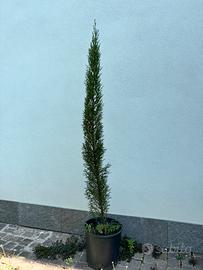 Cipresso altezza 130 cm