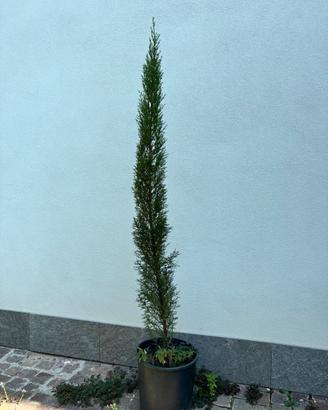Cipresso altezza 130 cm