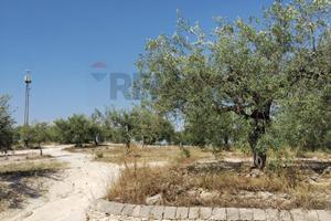 Terreno Edificabile - Mazzarrone