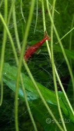 Caridine Bloody Mary è Black