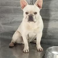 Stallone bulldog francese