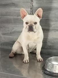 Stallone bulldog francese