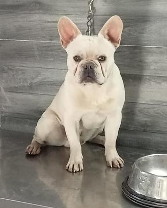 Stallone bulldog francese