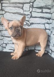 Bulldog francese esotico blu