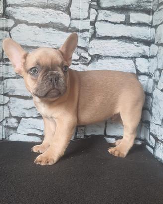 Bulldog francese esotico blu