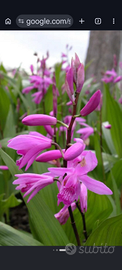 Bulbi di bletilla n .10