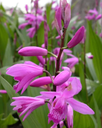 Bulbi di bletilla n .10