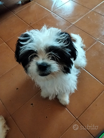 Maltipoo