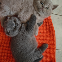 Gattini Scottish alta genealogia