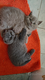 Gattini Scottish alta genealogia