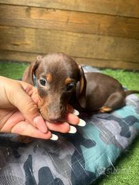 Cuccioli Bassotto Arlecchino