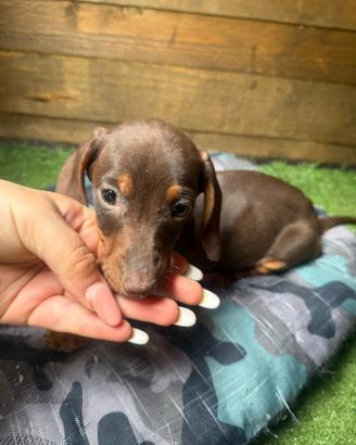 Cuccioli Bassotto Arlecchino