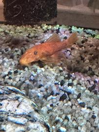 Ancistrus Red