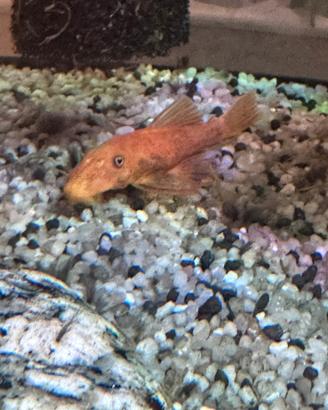 Ancistrus Red