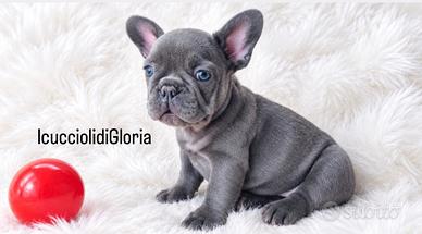 Meravigliosi bulldog francesi blue