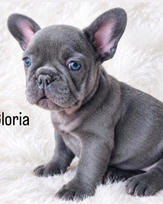 Meravigliosi bulldog francesi blue