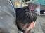 Immagine 5