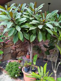 plumeria