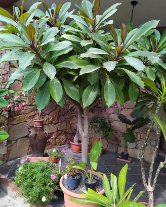 plumeria